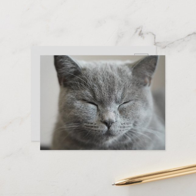 Postal Personalizado Cute Gray Kitty Face Photo (Anverso/Reverso In Situ)