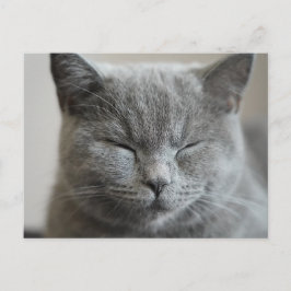 Postal Personalizado Cute Gray Kitty Face Photo