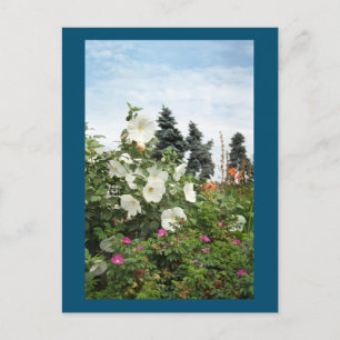 Postal Personalizado de las flores de verano del j