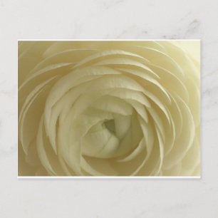Postal personalizado de rosa blanco personaliza aniversar