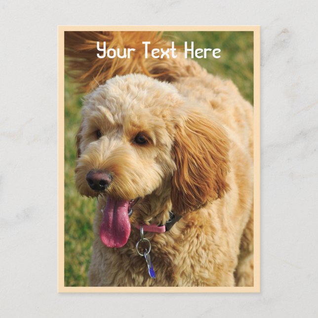 Postal Personalizado Goldendoodle Dog (Anverso)
