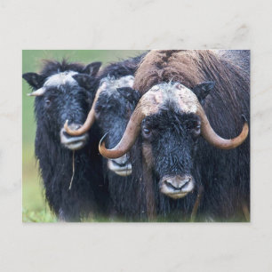 Postal Personalizado personalizado Su propia foto y texto