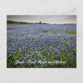 Postal Personalizado Textos Blue Spring Bluebonnets Texas