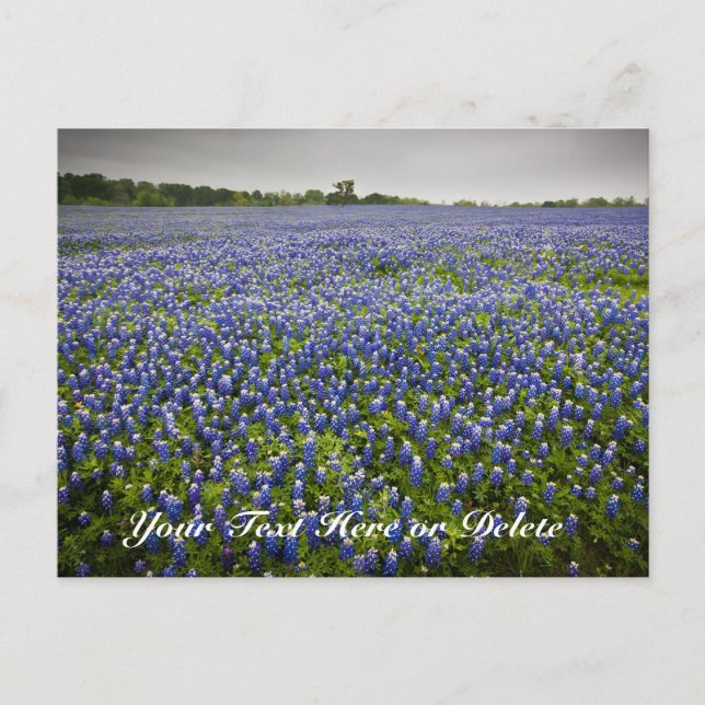 Postal Personalizado Textos Blue Spring Bluebonnets Texas (Anverso)