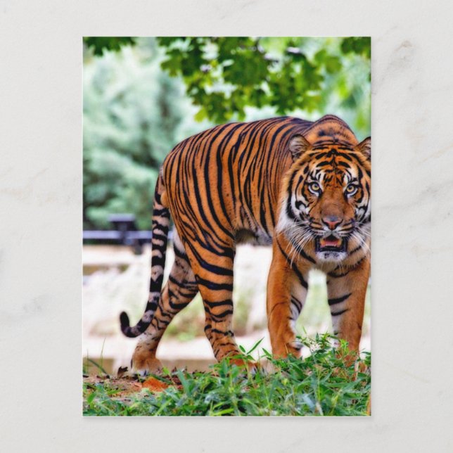 Postal personalizado tigre print cat personalice aniversa (Anverso)