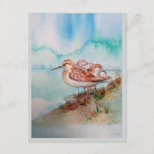 Postal Personalizado Watercolor Sandpiper Shore Beach Bir