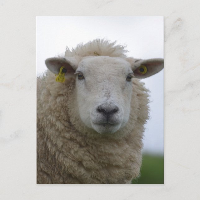 Postal Personalizar producto (Anverso)