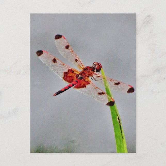 Postal Personalizar Producto (Anverso)