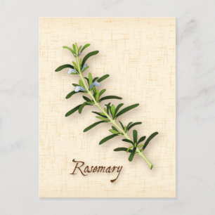 Postal Personalizar Rosemary Herb Postcard