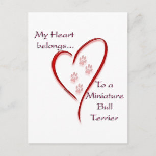 Postal Pertenece al corazón del Bull Terrier en miniatura