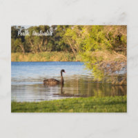 Perth Black Swan Australia Postcard