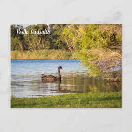 Postal Perth Black Swan Australia Postcard