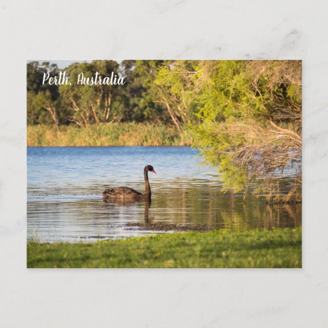 Postal Perth Black Swan Australia Postcard (Anverso)