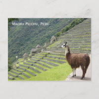 peru llama