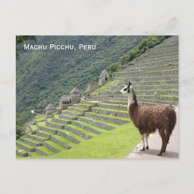 Postal peru llama (Anverso)