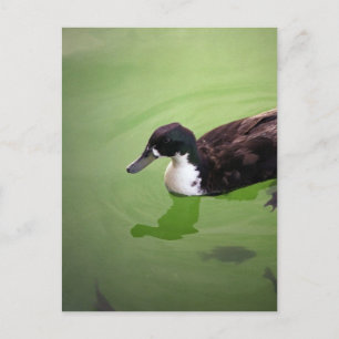 Postal Pesca con patos