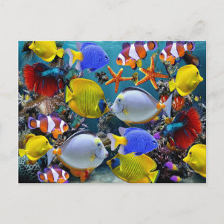 Postal pesca con peces tropicales