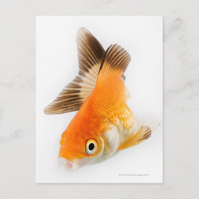 Postal Pesca de oro (Carassius auratus) (Anverso)