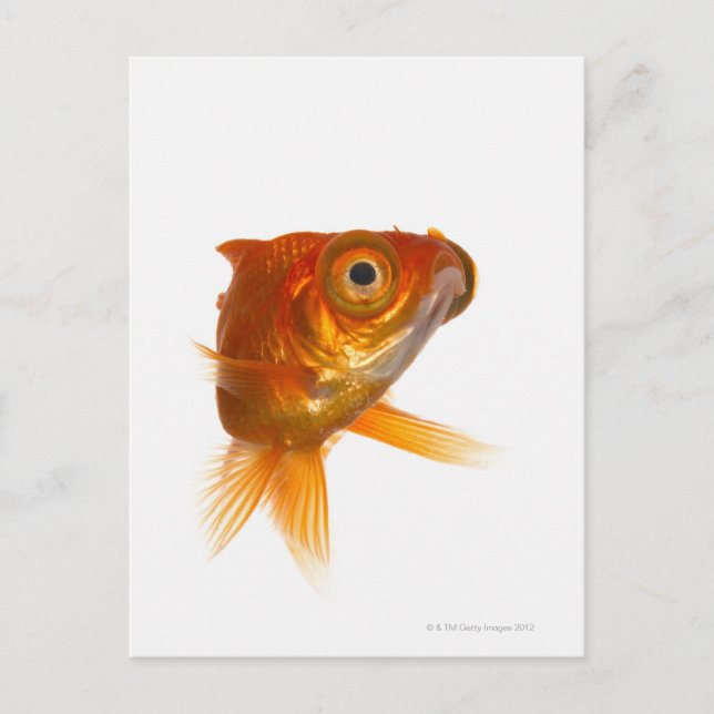 Postal Pesca de oro con ojos grandes 3 (Anverso)