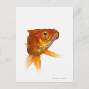 Postal Pesca de oro con ojos grandes 3