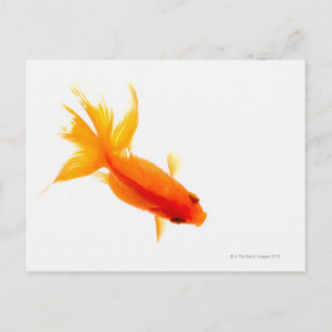 Postal Pesca de oro, vista aérea