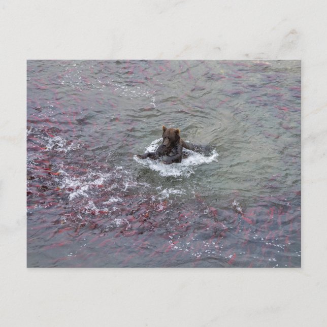 Postal Pesca De Oso Para El Salmón En Alaska (Anverso)