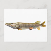 Pesca de Pike Muski