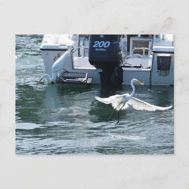 Postal Pesca de rana (Anverso)