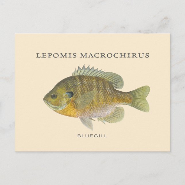 Postal Pesca del Ilustracion Bluegill (Anverso)