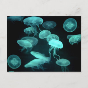 Postal pescadilla de gelatina