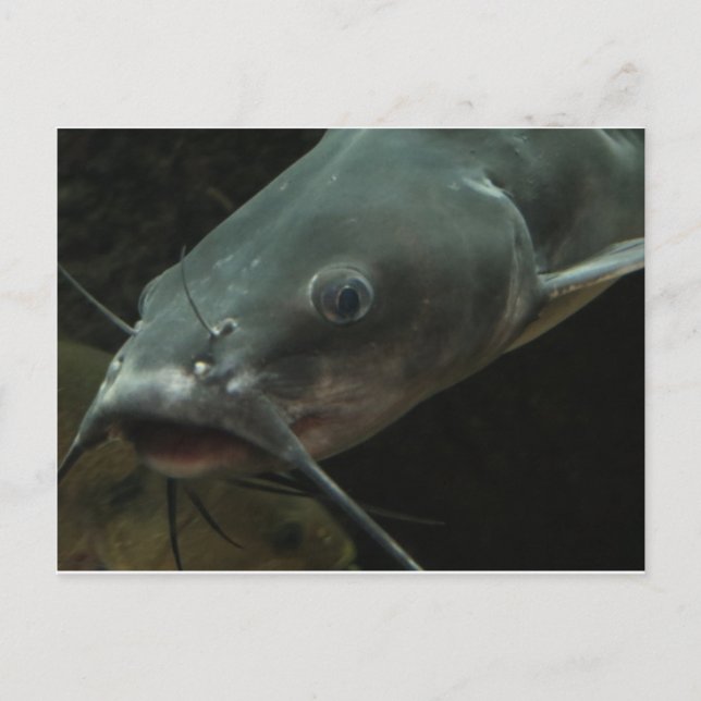 Postal Pescado (Anverso)