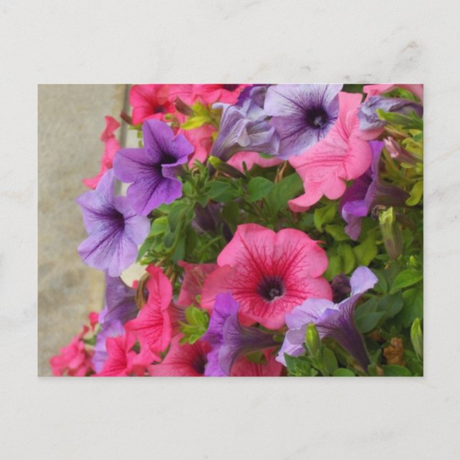 Postal Pescado (Anverso)