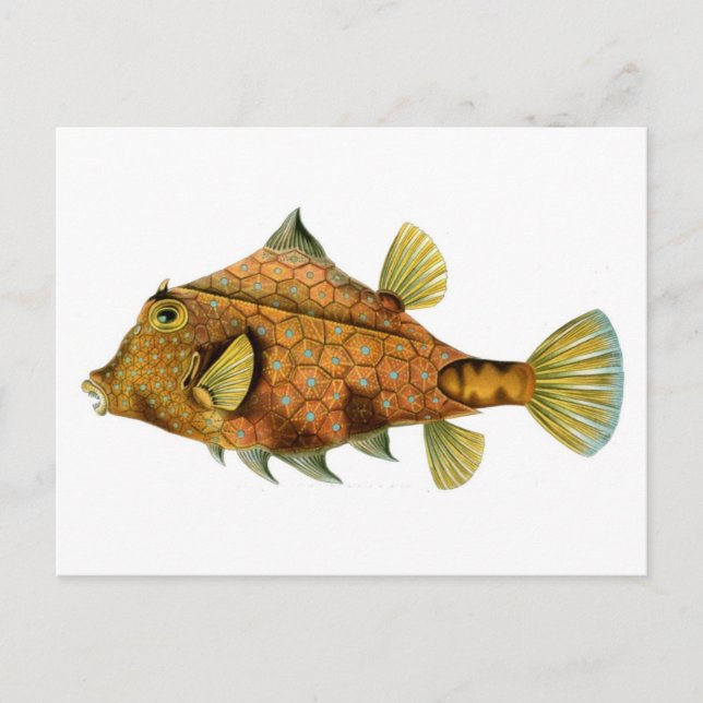 Postal Pescado (Anverso)