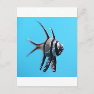 Postal Pescado