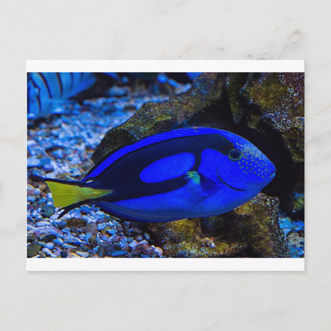 Postal Pescado (Anverso)