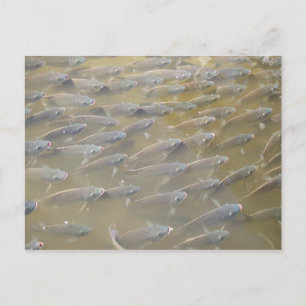 POSTAL PESCADO