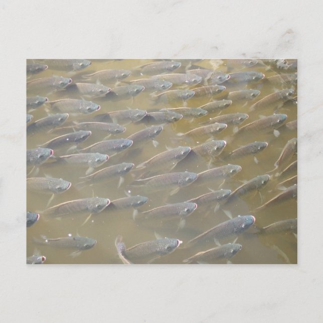 POSTAL PESCADO (Anverso)