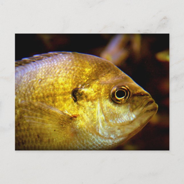 Postal Pescado (Anverso)