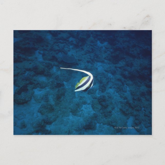 Postal Pescado 2 (Anverso)