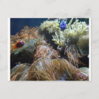 Pescado acuario
