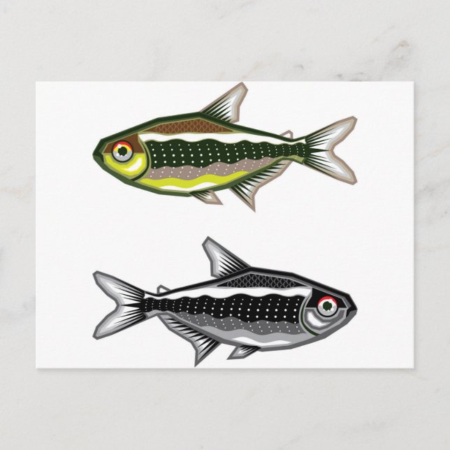 Postal Pescado acuario Netra Tetra (Anverso)