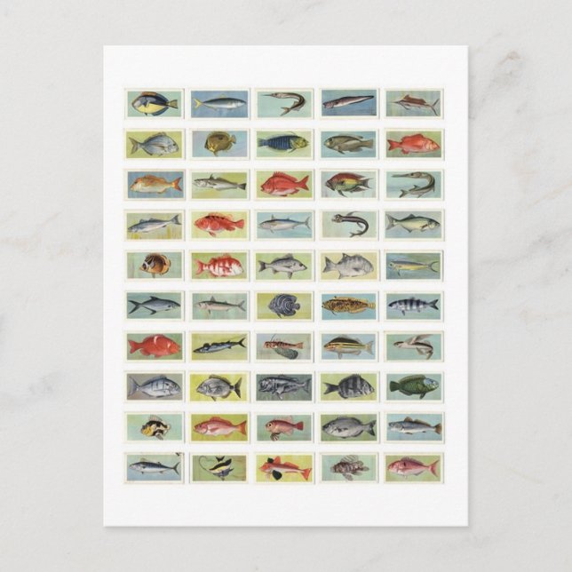 Postal Pescado africano (Anverso)