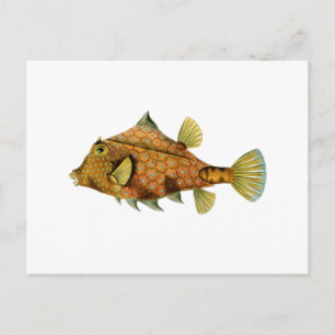Postal Pescado amarillo