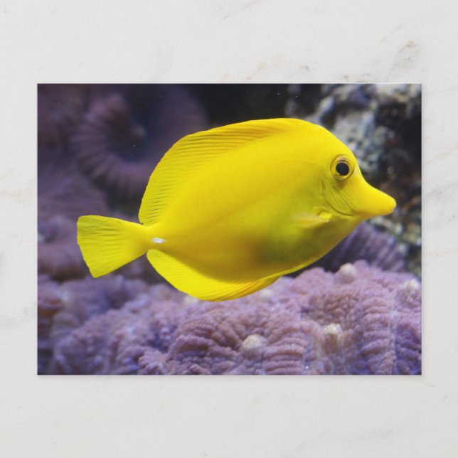 Postal Pescado amarillo (Anverso)
