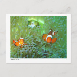 Postal Pescado anemónico - 02