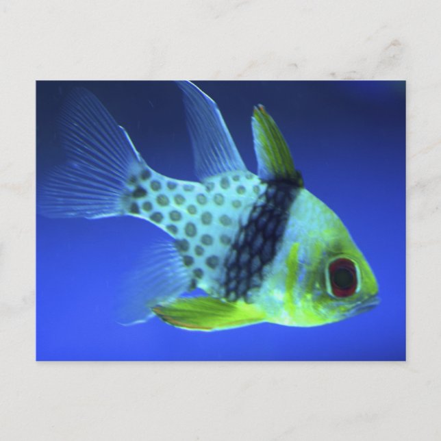 Postal Pescado azul (Anverso)