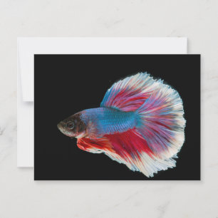 Postal Pescado azul, rosa y betta blanco