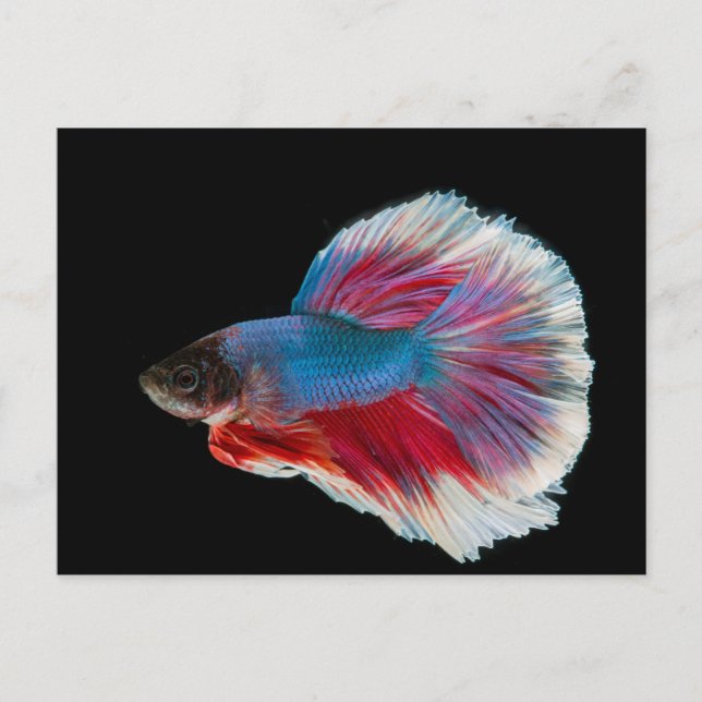 Postal Pescado azul, rosa y betta blanco (Anverso)