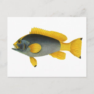 Postal Pescado azul y amarillo vintage, vida marina