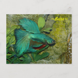 Postal Pescado Betta azul Postcard